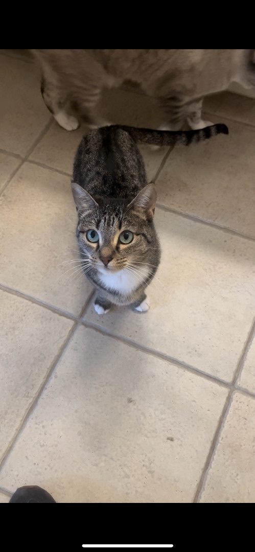 Enlarge Scooby & Sophie & Marina  - Bonded Trio, a Adoptable Siamese in Webster, TX image 4/5