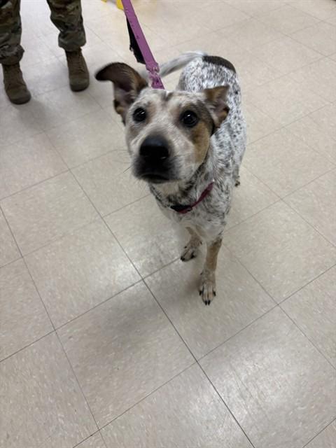 Enlarge ASPEN, a Adoptable mixed breed in Killeen, TX image 1/1