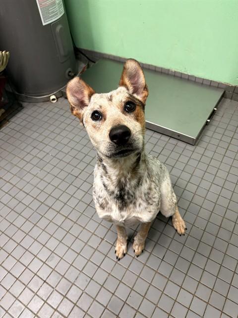 ASPEN, Adoptable, Adult Female Australian Cattle Dog / Blue Heeler & Mixed Breed.