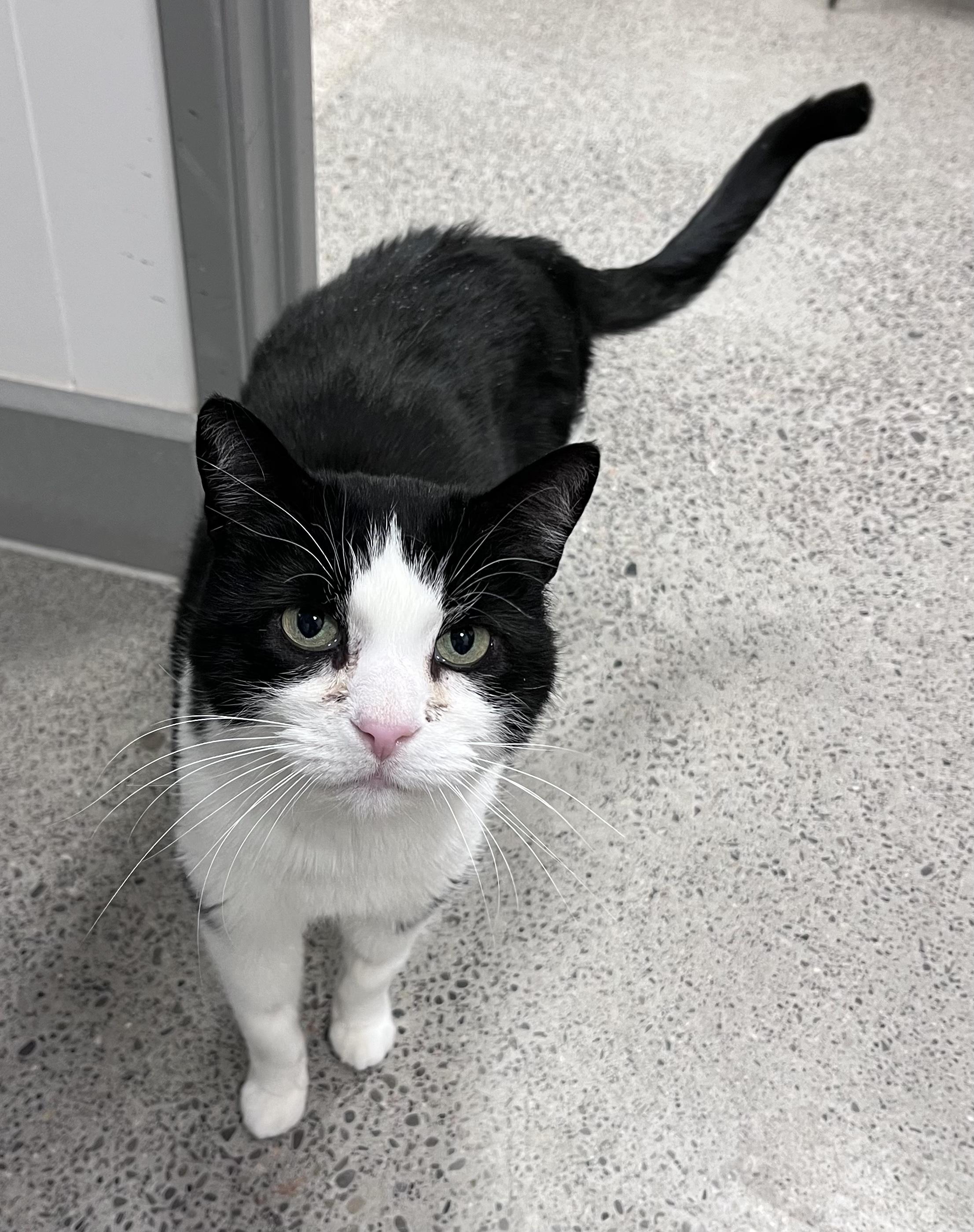 Enlarge Chris, a Adoptable Domestic Short Hair in Pickering, ON image 1/2