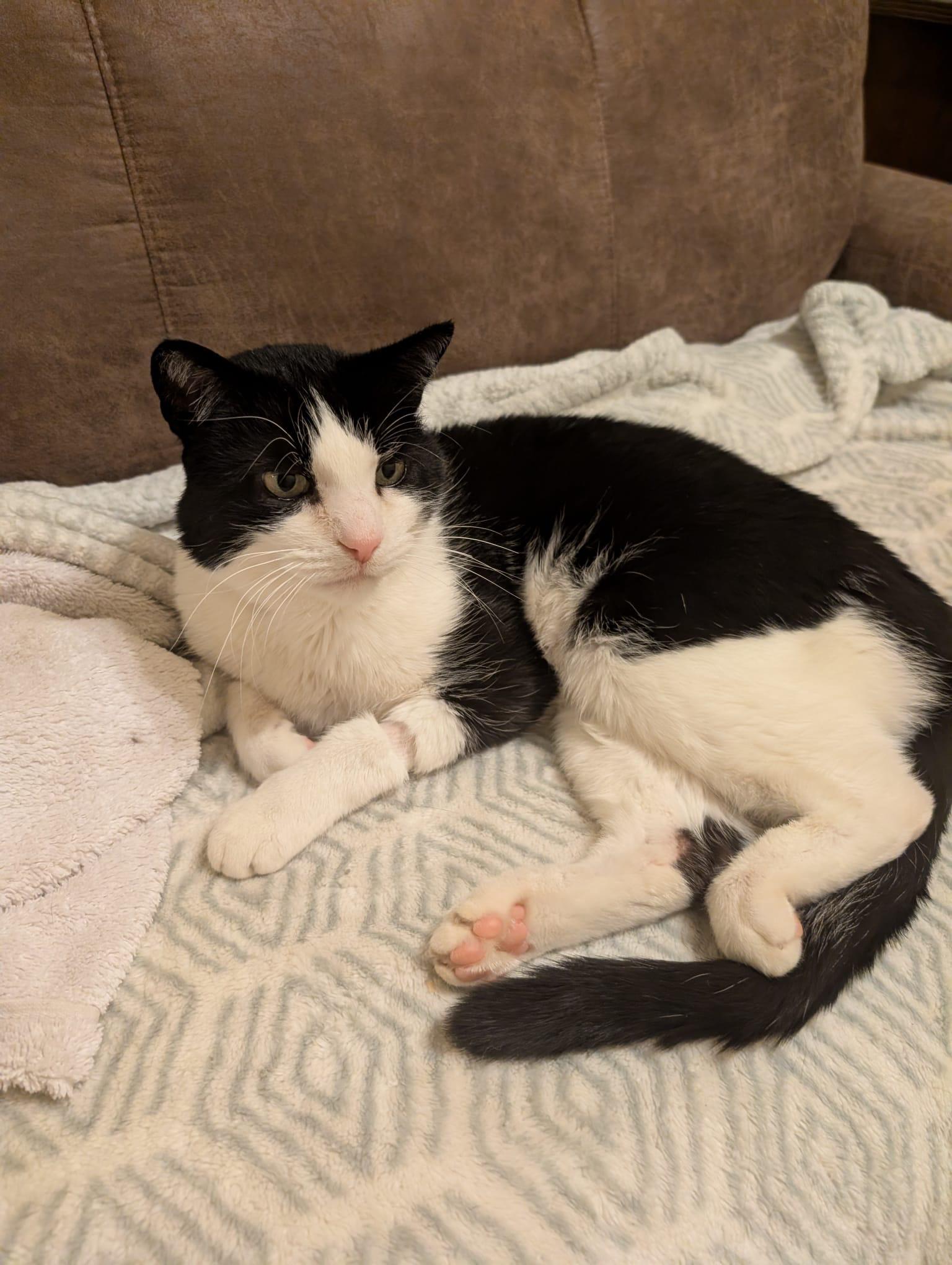 Enlarge Chris, a Adoptable Domestic Short Hair in Pickering, ON image 2/2