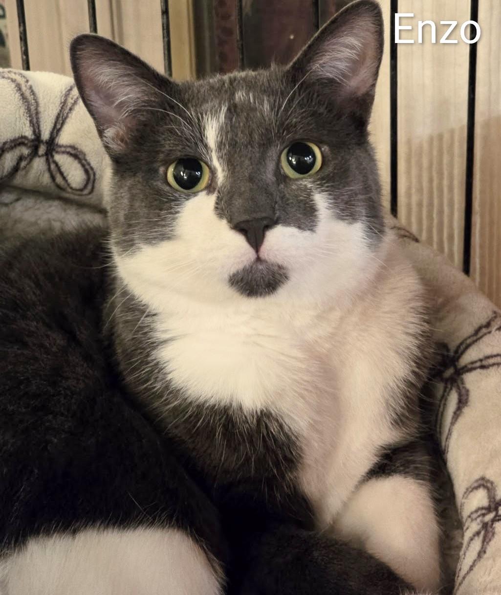 Enlarge Enzo, a Adoptable Domestic Short Hair in St Catharines, ON image 1/3