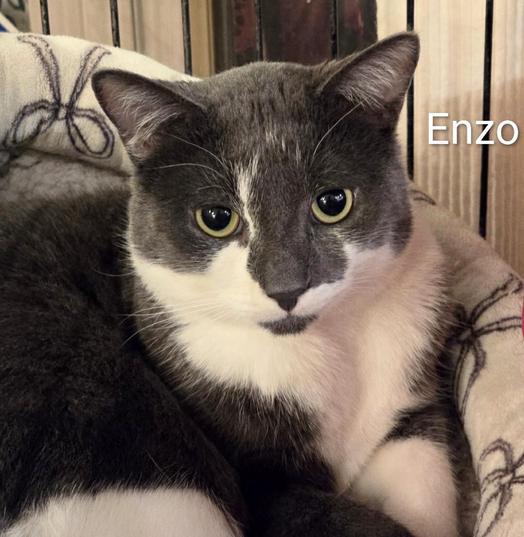 Enzo — thumbnail 3