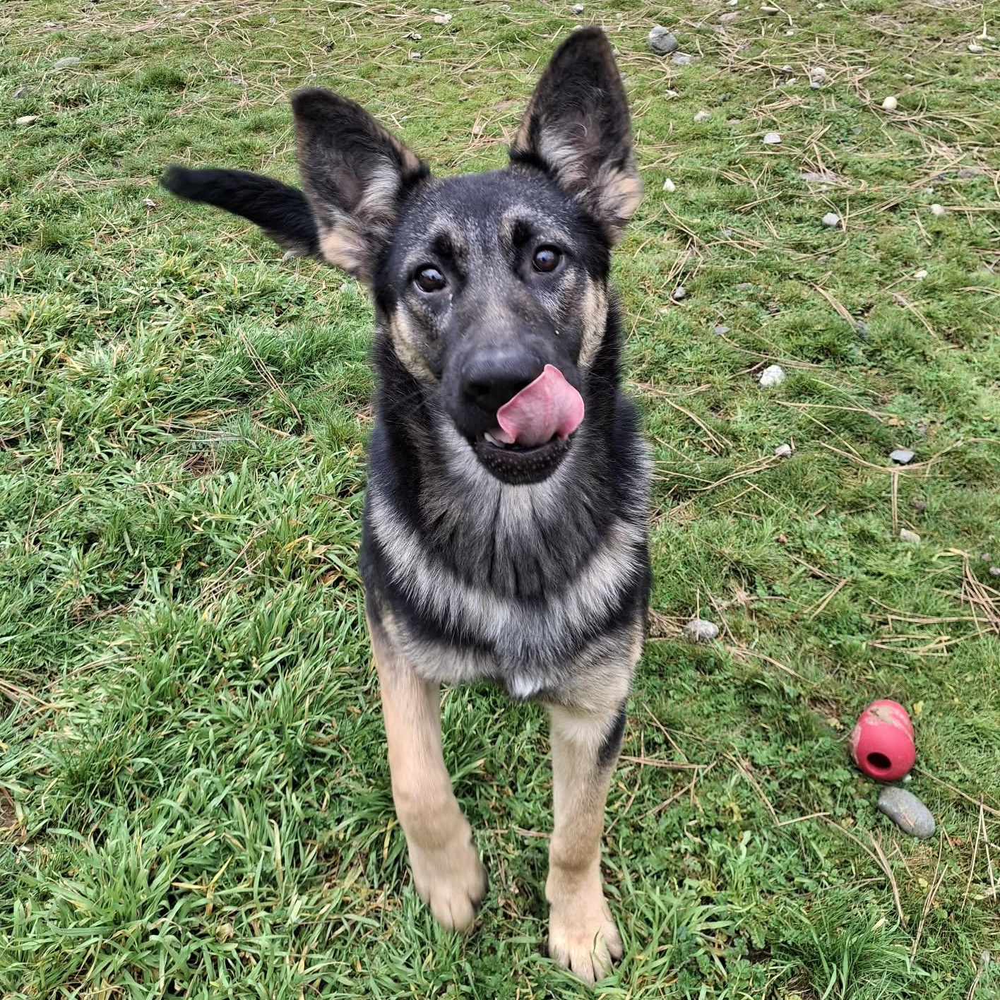 Smokey, a ADOPTABLE mixed breed in Weaverville, CA image 2/4