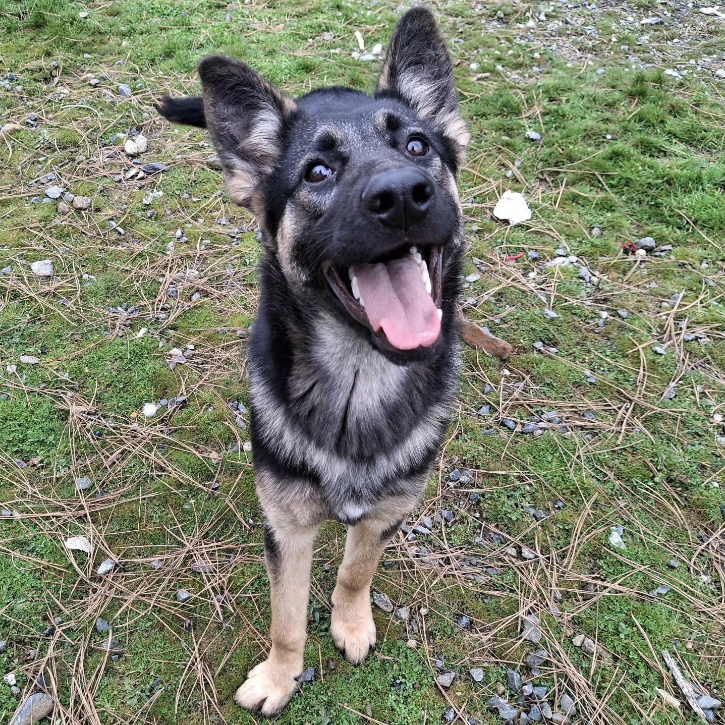 Smokey, ADOPTABLE, Adult Male German Shepherd Dog.