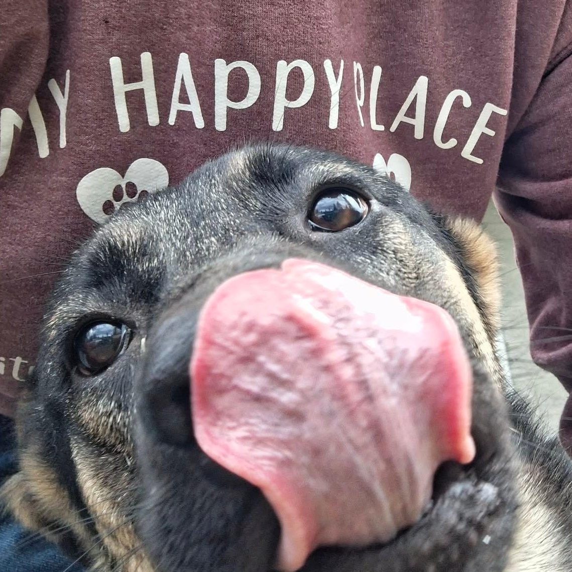 Smokey, a ADOPTABLE mixed breed in Weaverville, CA image 4/4