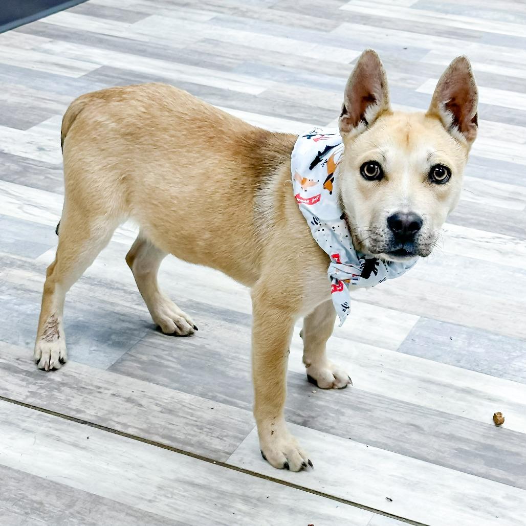 Enlarge Titan, a Adoptable Mixed Breed in Lufkin, TX image 1/3