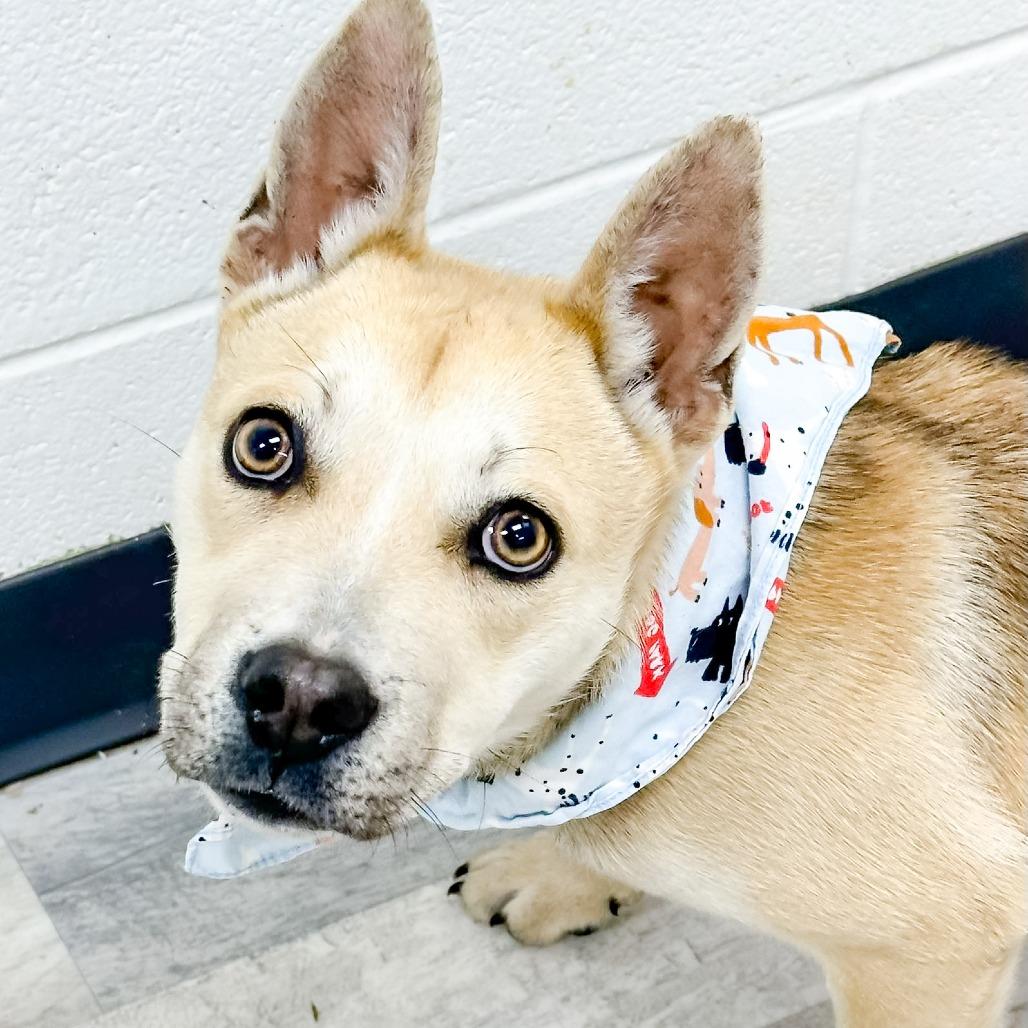 Enlarge Titan, a Adoptable Mixed Breed in Lufkin, TX image 2/3