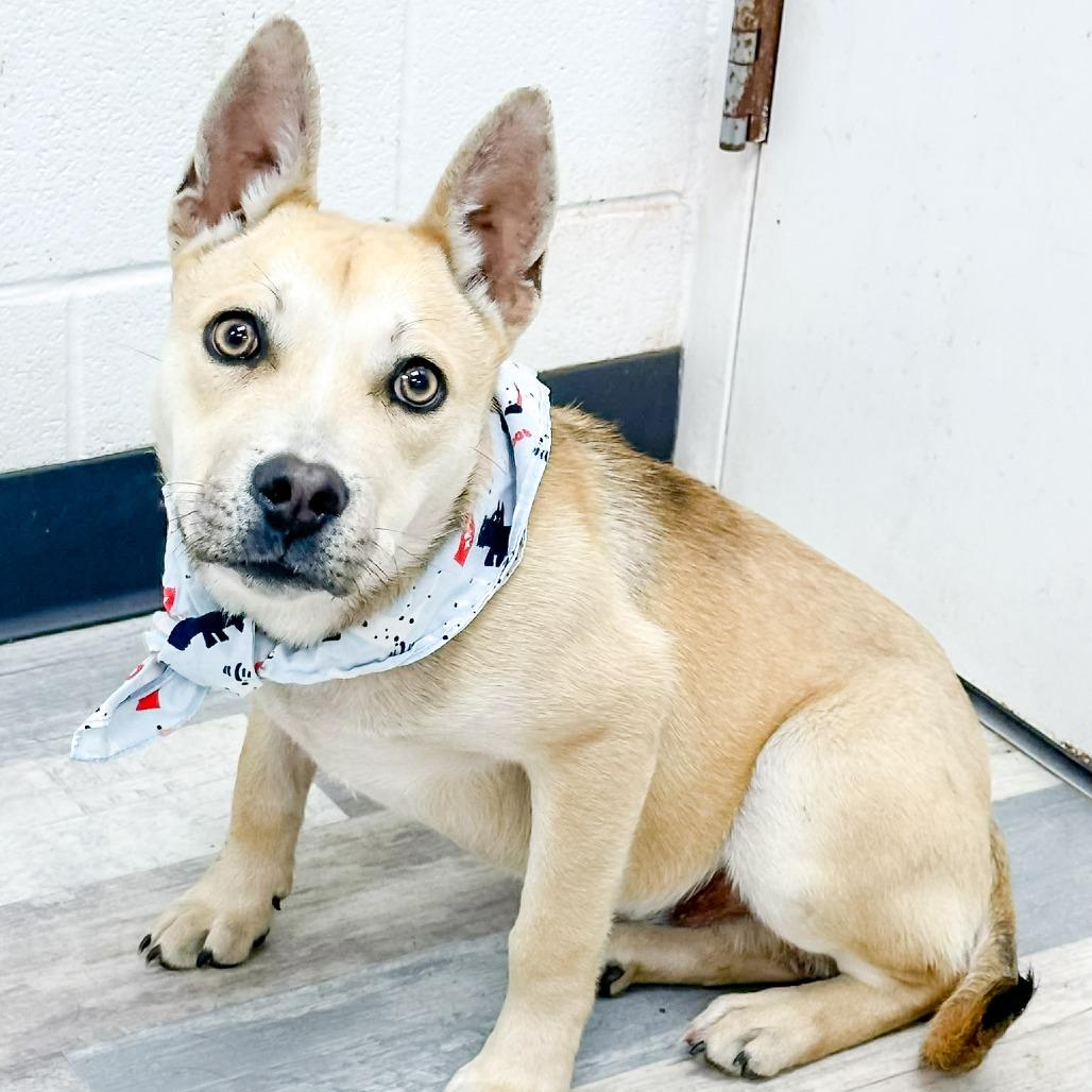 Enlarge Titan, a Adoptable Mixed Breed in Lufkin, TX image 3/3