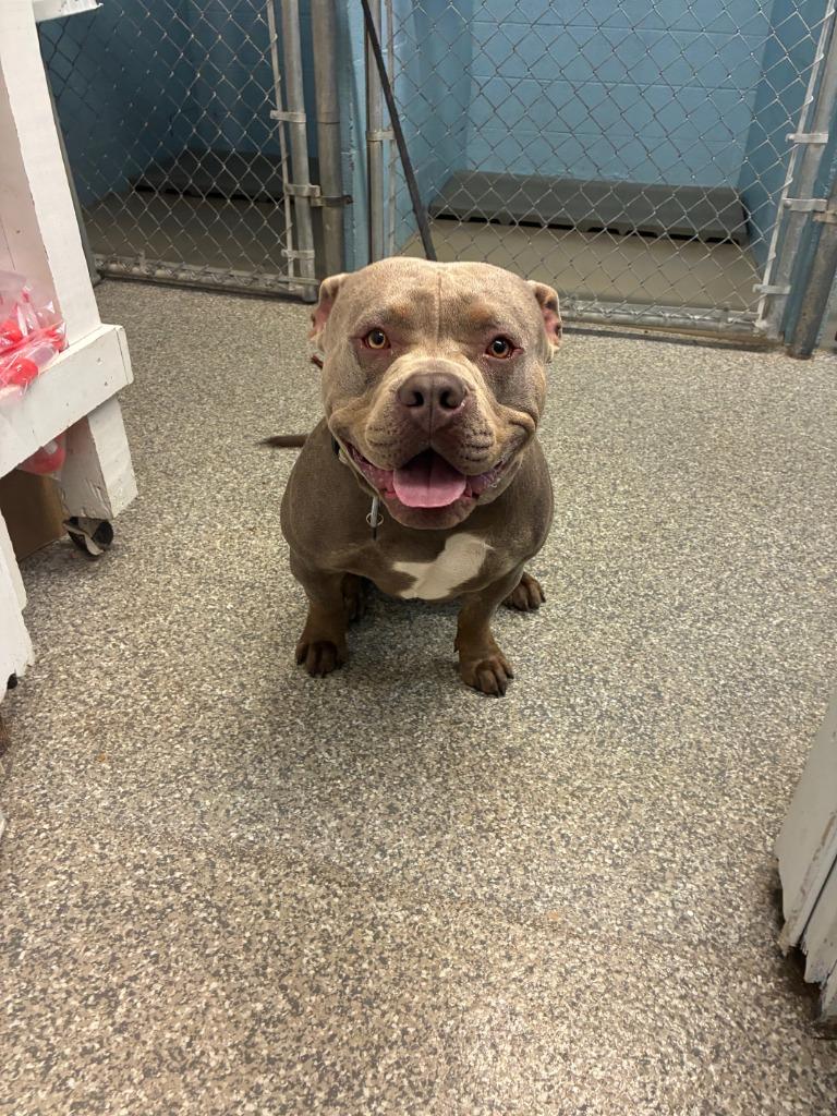 Bubbles, Adoptable, Adult Male Pit Bull Terrier & Mixed Breed.