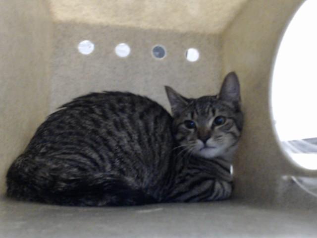 Enlarge A433805, a Adoptable Domestic Short Hair in Fayetteville, NC image 1/1