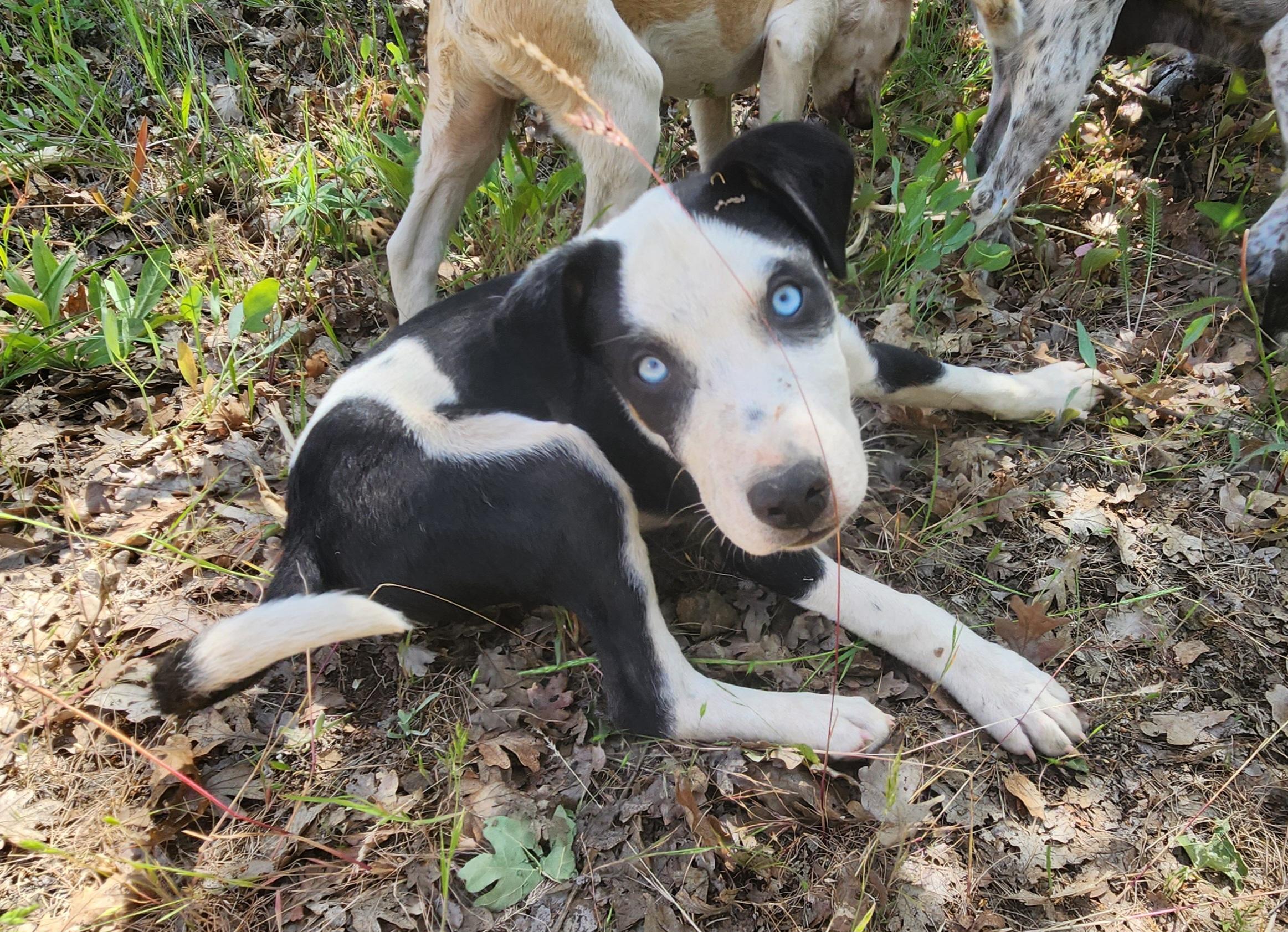 Rocky, a Adoptable mixed breed in Goldendale, WA image 1/2