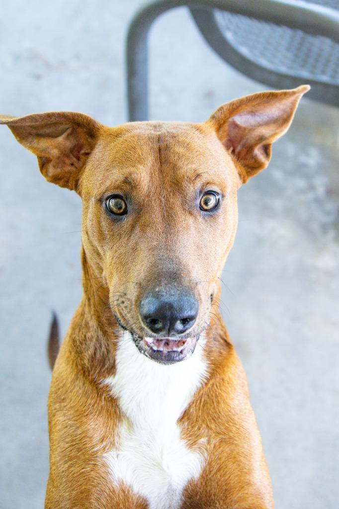 Enlarge BOB THE BUILDER, a Found mixed breed in Rome, GA image 1/1