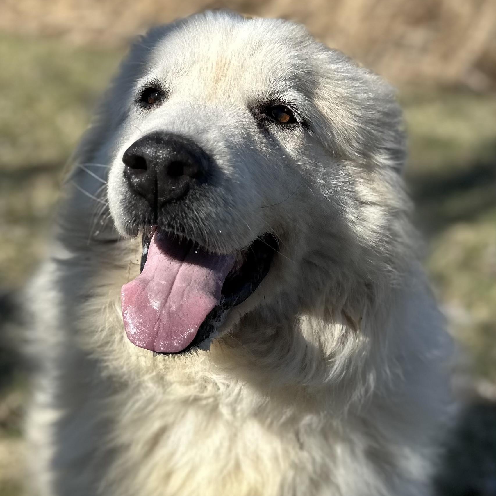 Enlarge Rosie - Senior - Needs Foster home, a ADOPTABLE Great Pyrenees in Indianapolis, IN image 4/5