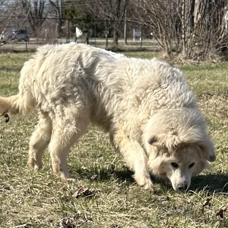 Enlarge Rosie - Senior - Needs Foster home, a ADOPTABLE Great Pyrenees in Indianapolis, IN image 3/5