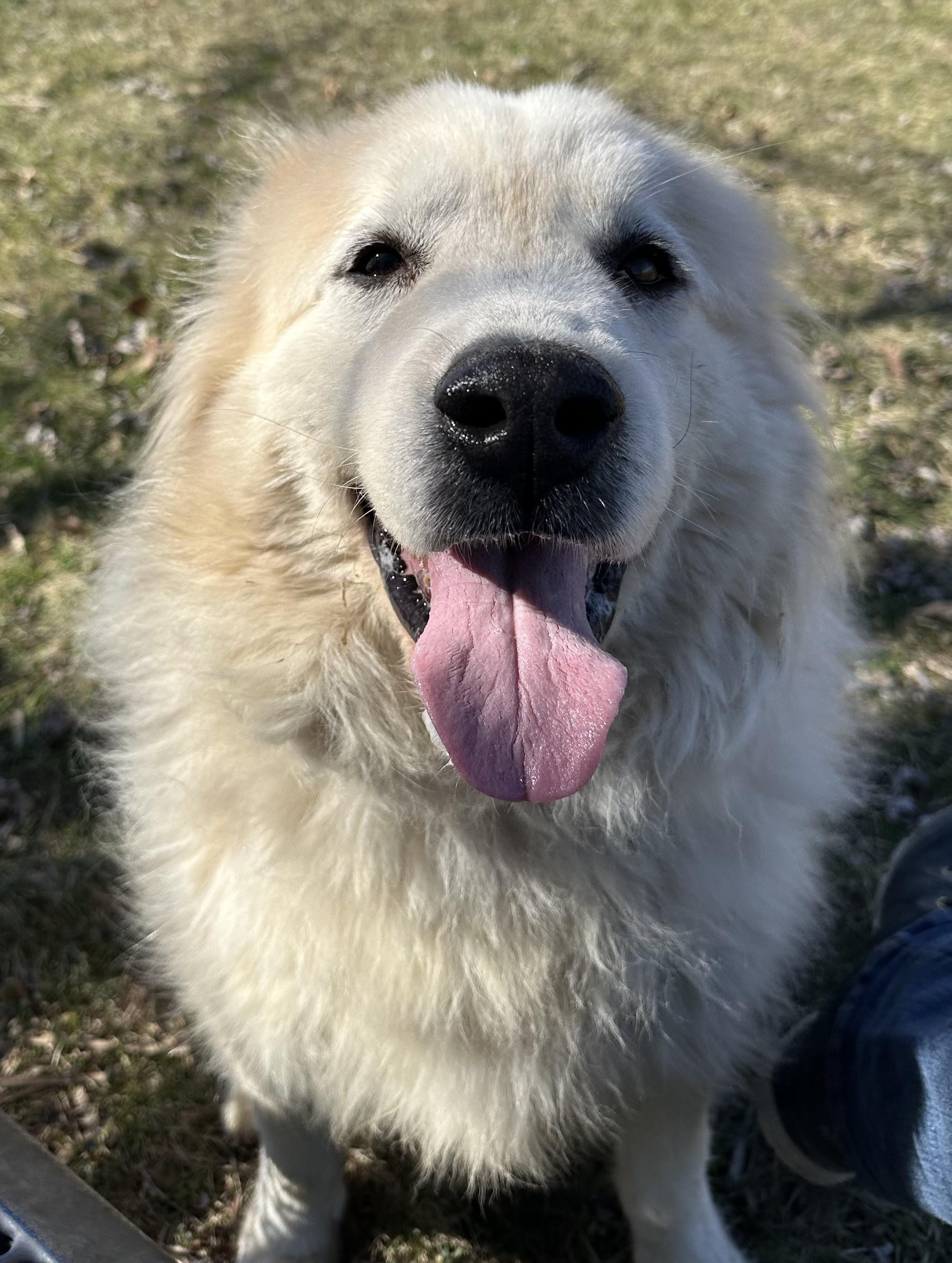 Enlarge Rosie - Senior - Needs Foster home, a ADOPTABLE Great Pyrenees in Indianapolis, IN image 5/5