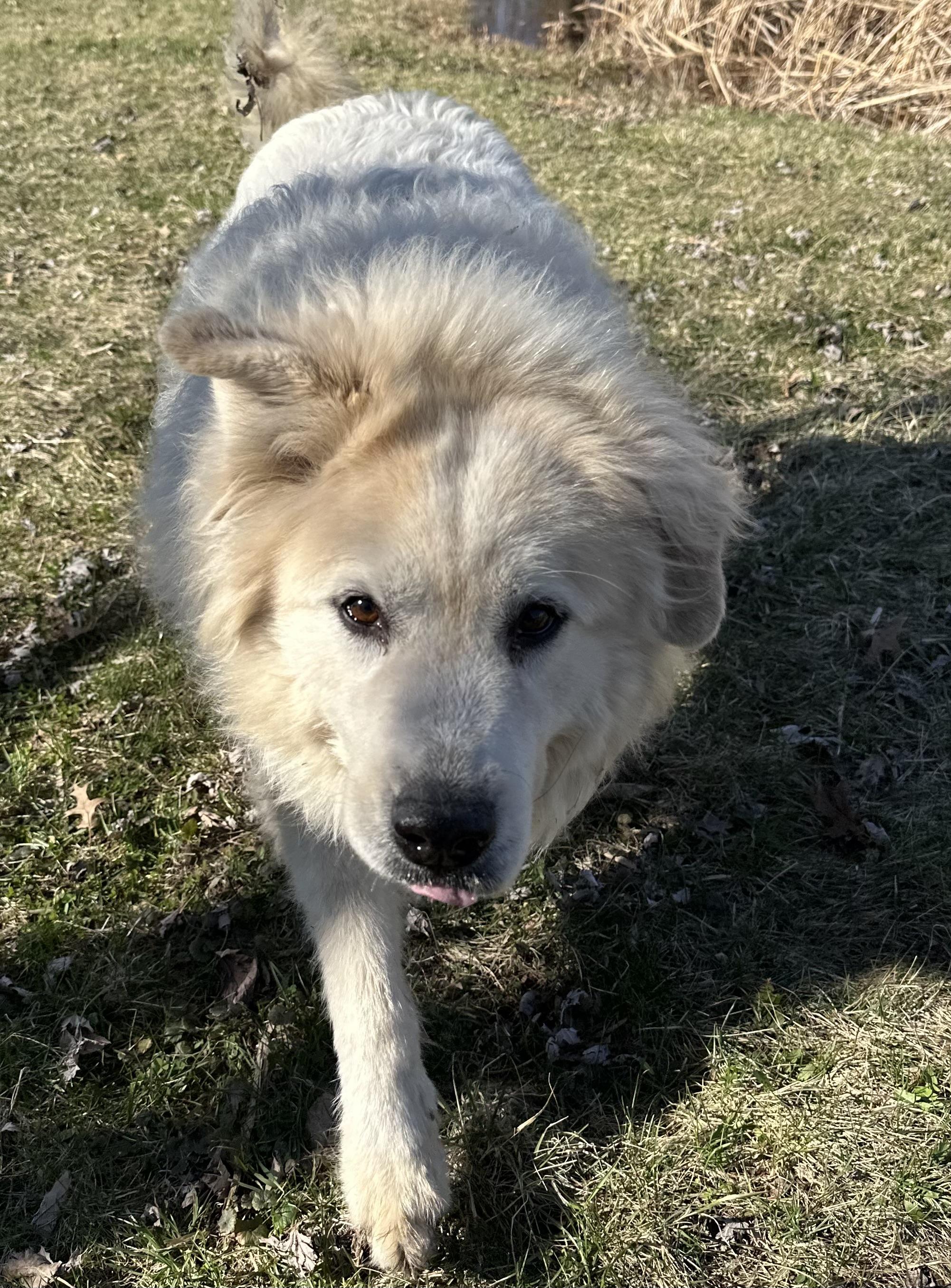 Enlarge Rosie - Senior - Needs Foster home, a ADOPTABLE Great Pyrenees in Indianapolis, IN image 2/5