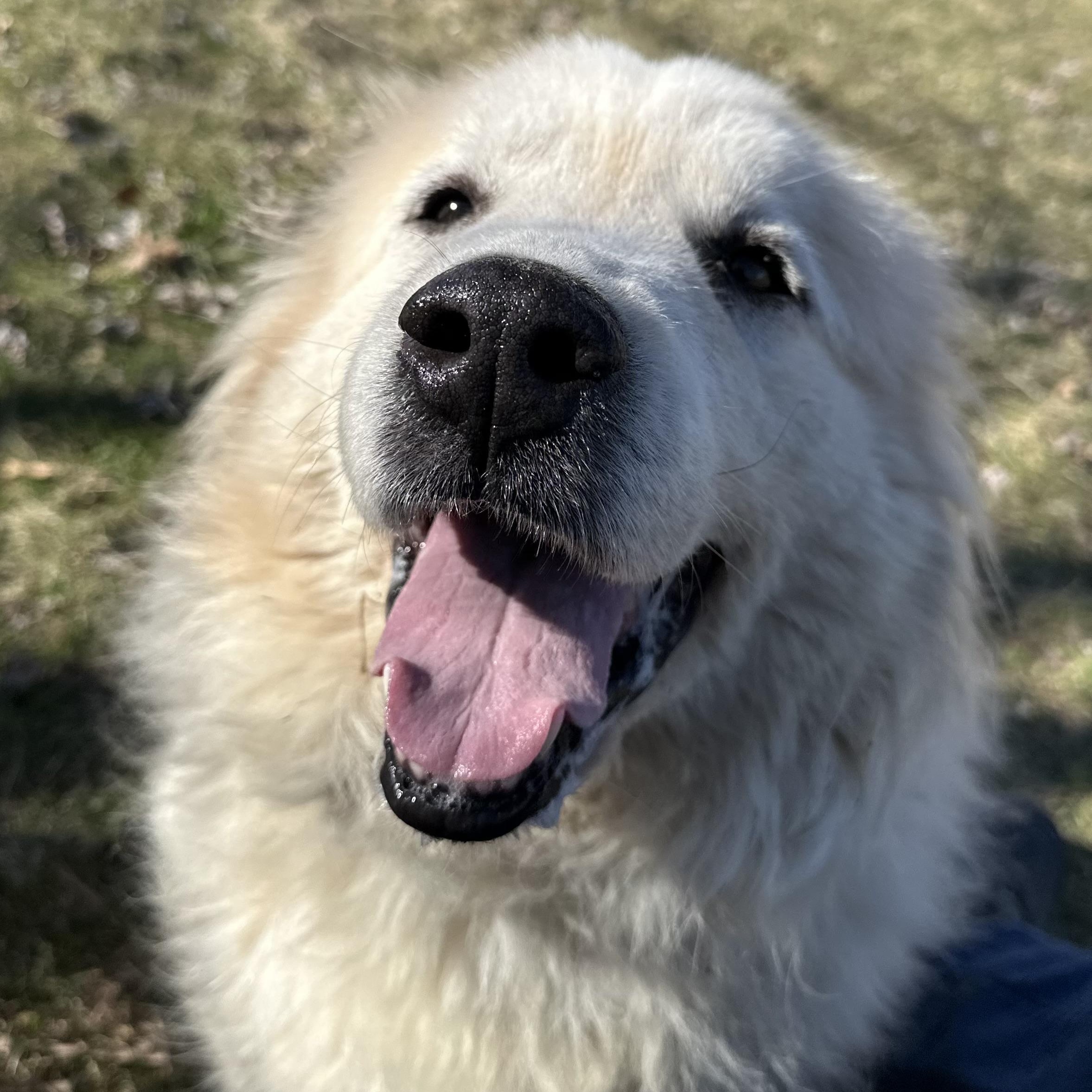 Enlarge Rosie - Senior - Needs Foster home, a ADOPTABLE Great Pyrenees in Indianapolis, IN image 1/5