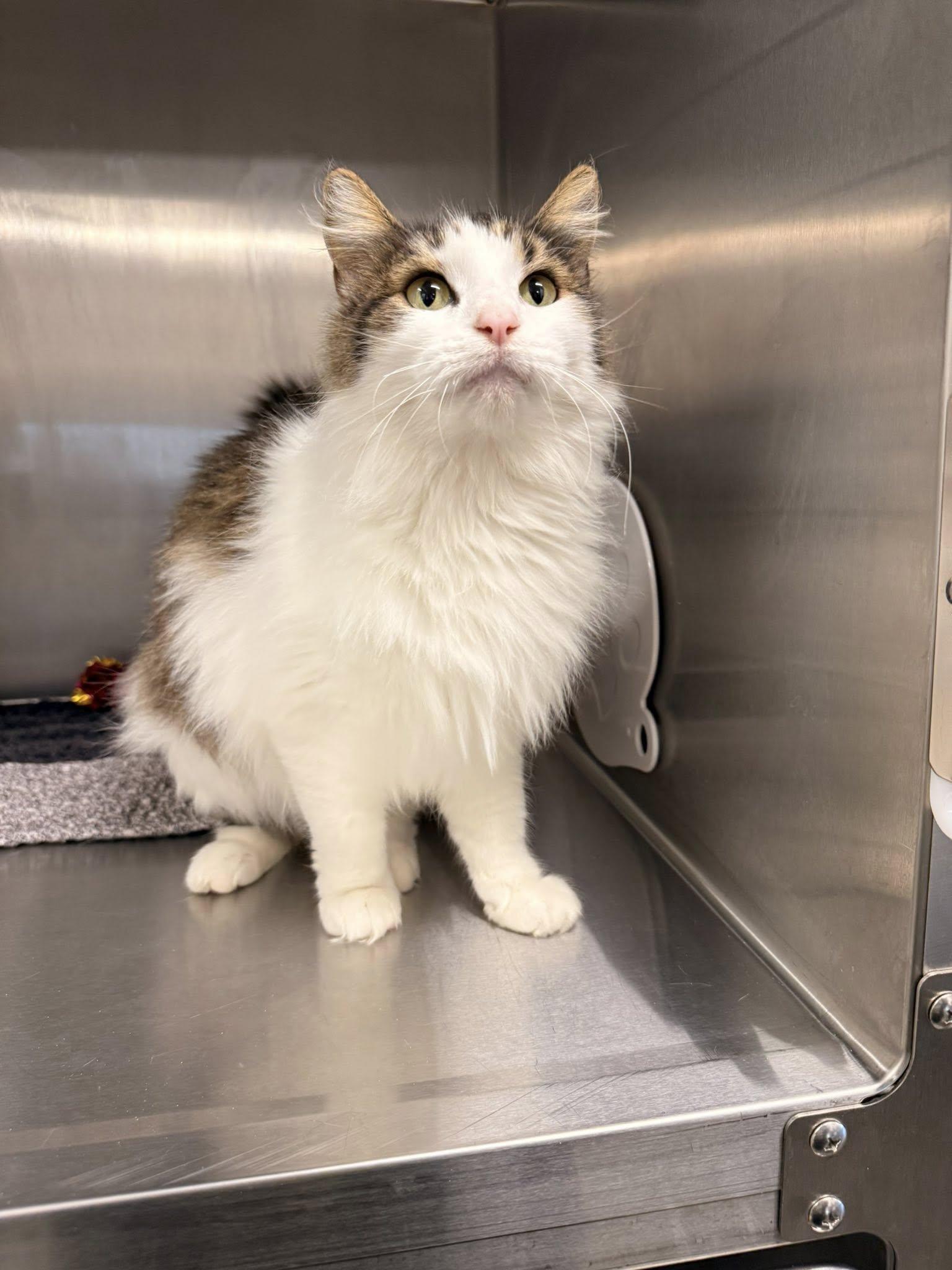 Enlarge Audrey MCACC, a ADOPTABLE Domestic Medium Hair in Clarksville, TN image 1/3