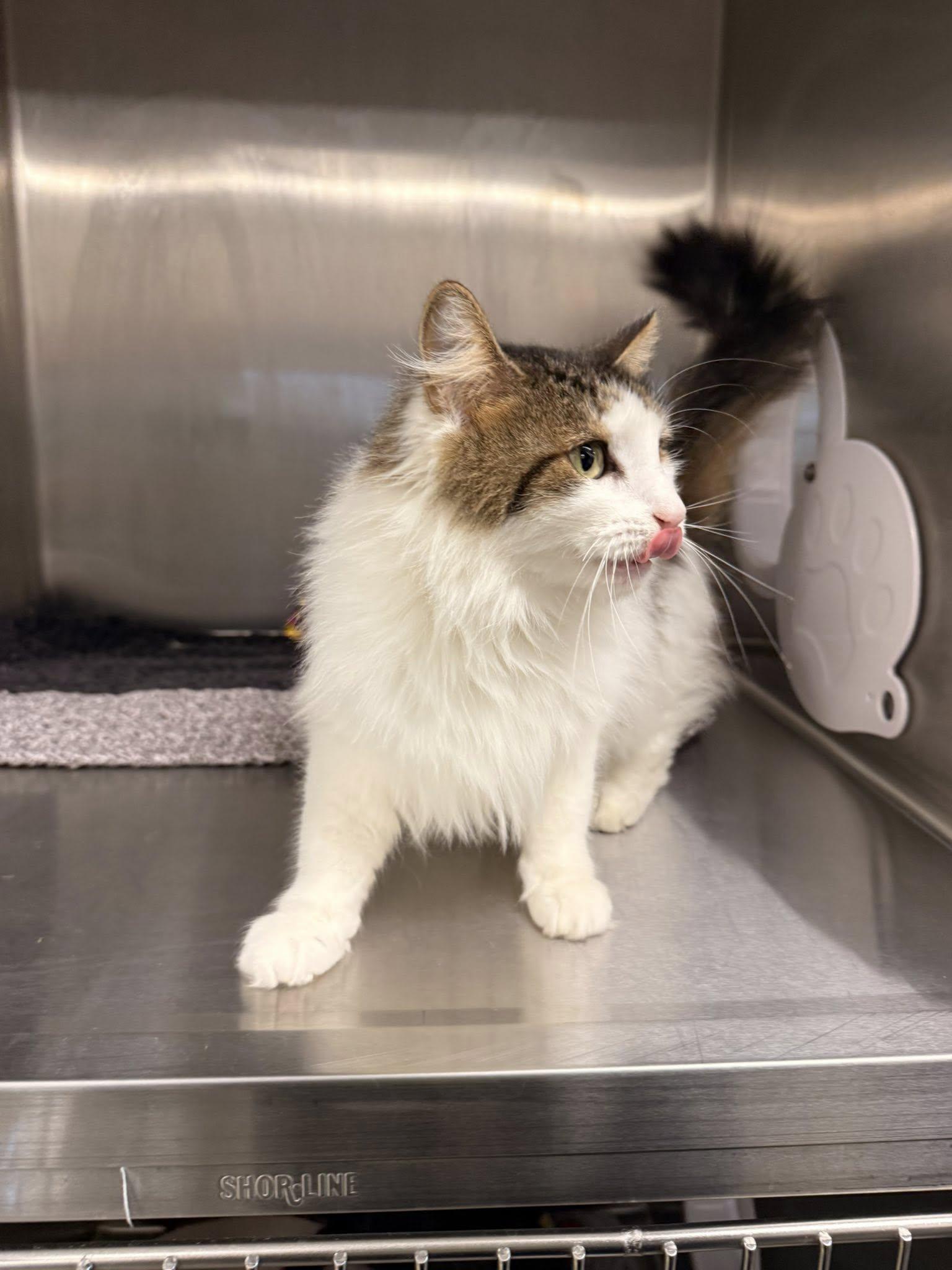 Enlarge Audrey MCACC, a ADOPTABLE Domestic Medium Hair in Clarksville, TN image 3/3