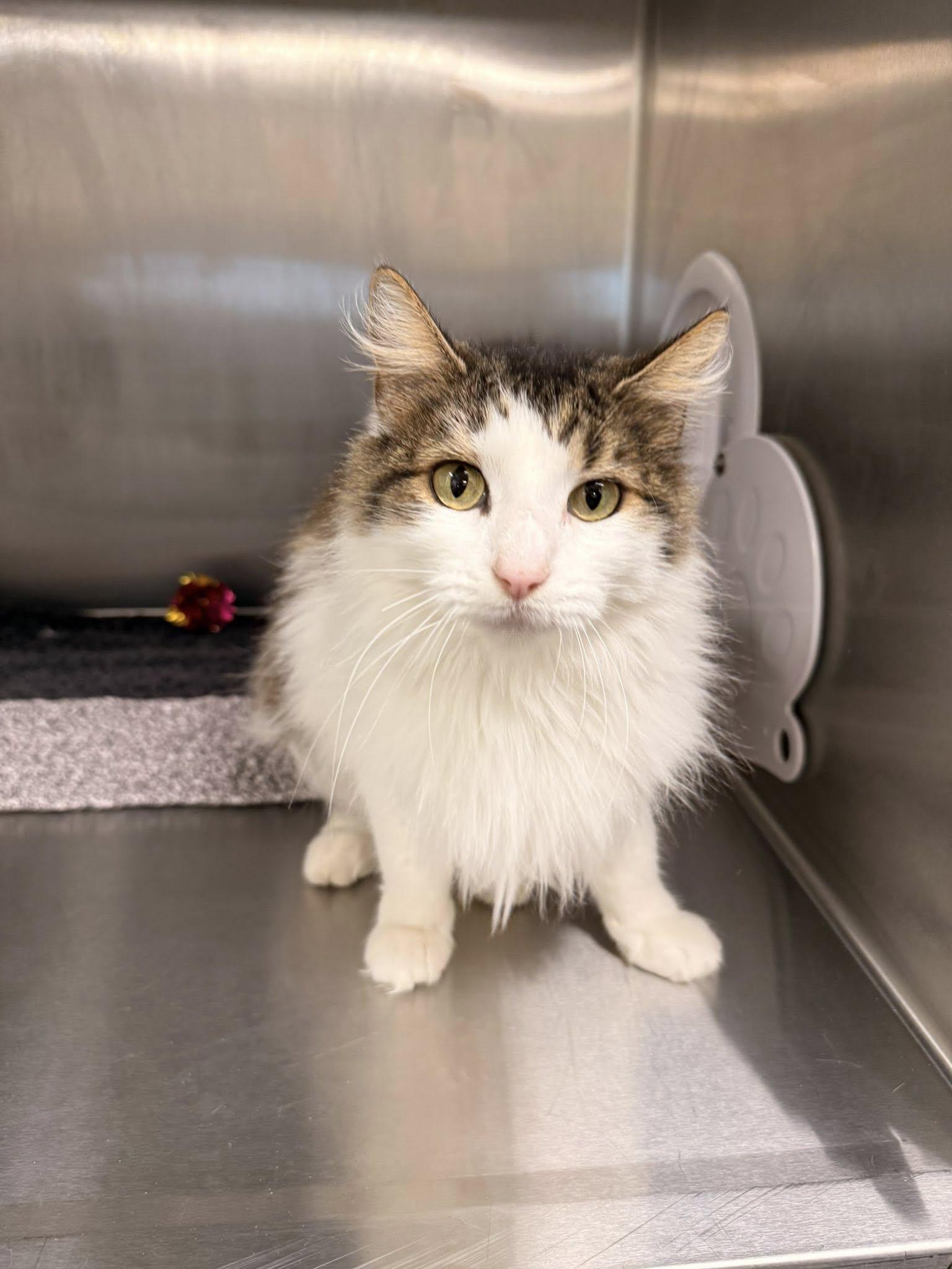 Enlarge Audrey MCACC, a ADOPTABLE Domestic Medium Hair in Clarksville, TN image 2/3