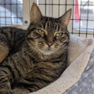 Kota - Leader of the Band