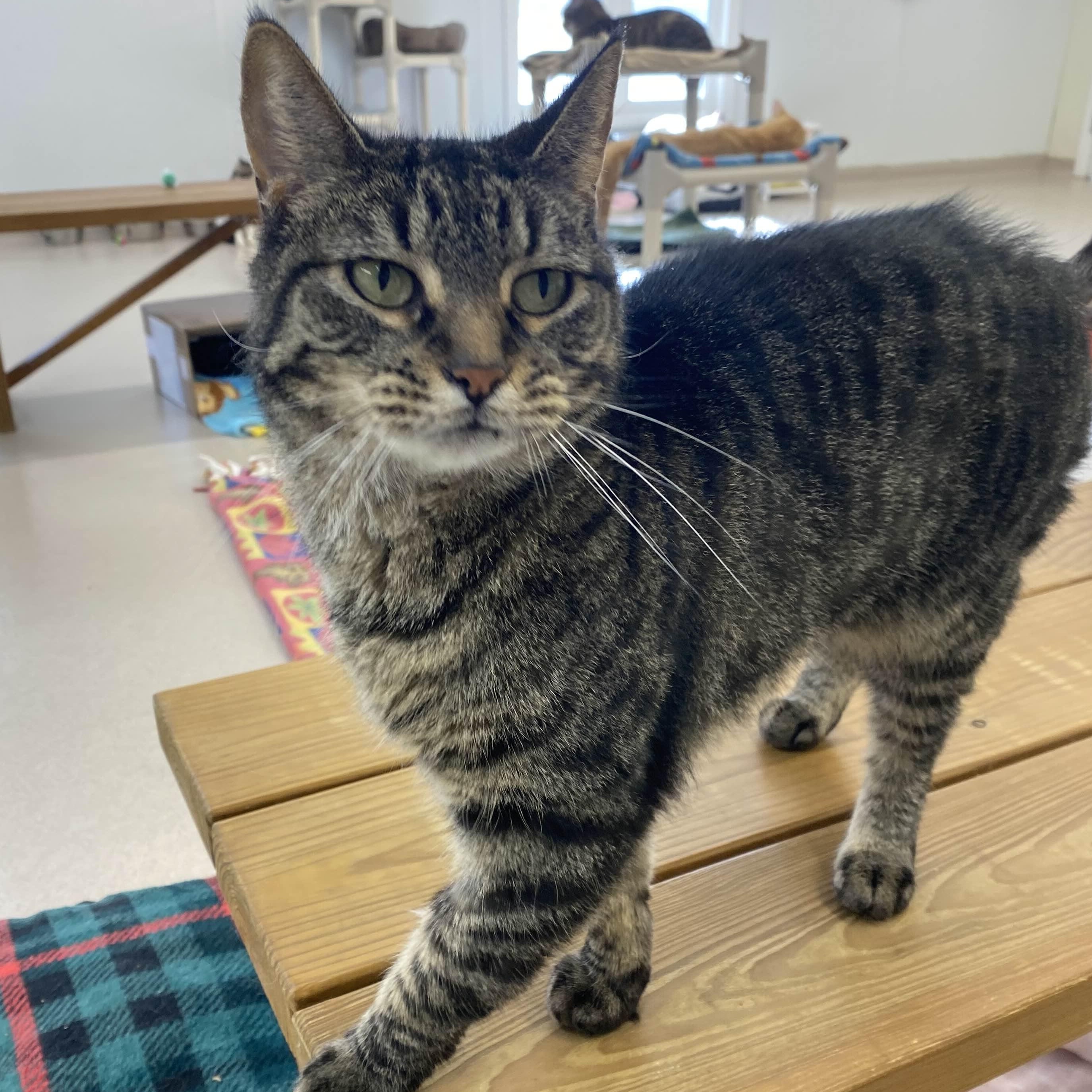 Kota - Leader of the Band