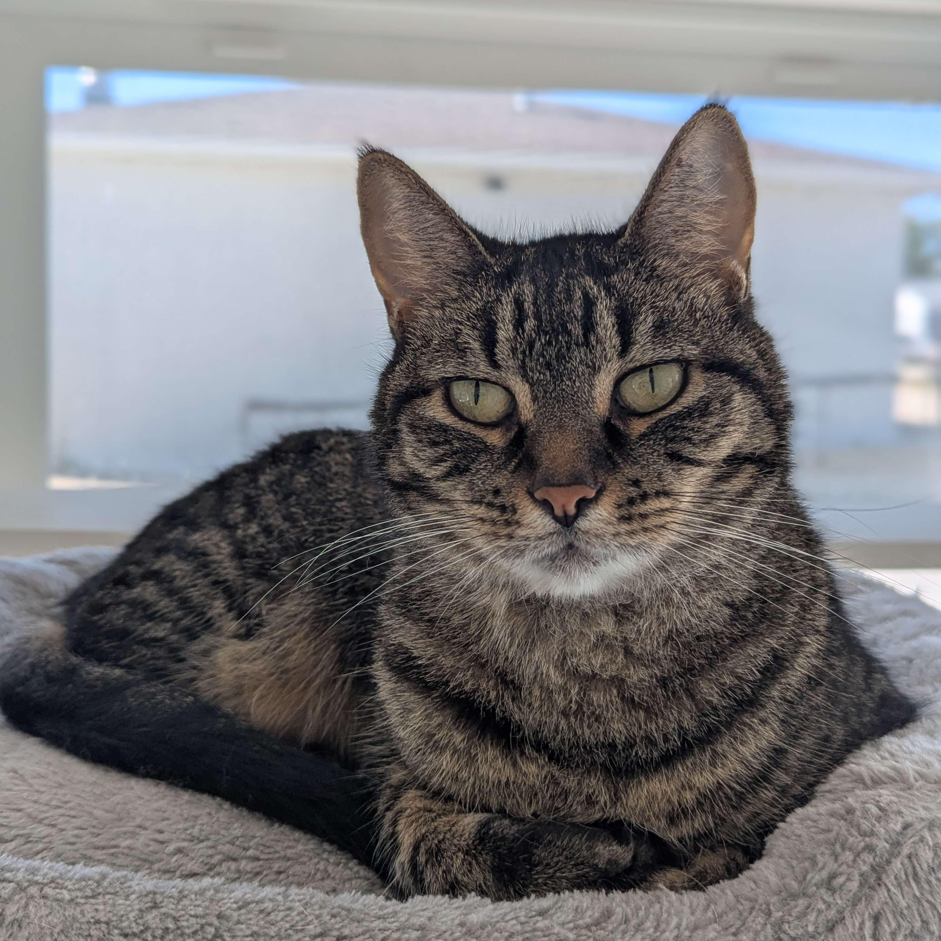 Kota - Leader of the Band