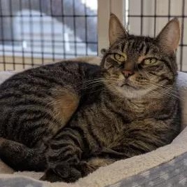 Kota - Leader of the Band