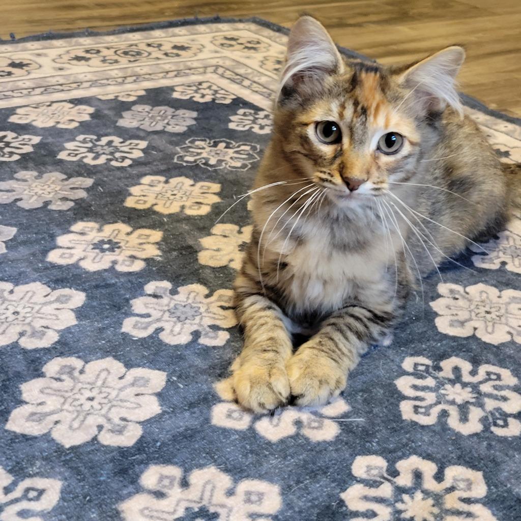 Enlarge Caramel, a Adoptable mixed breed in Shawnee, KS image 3/6