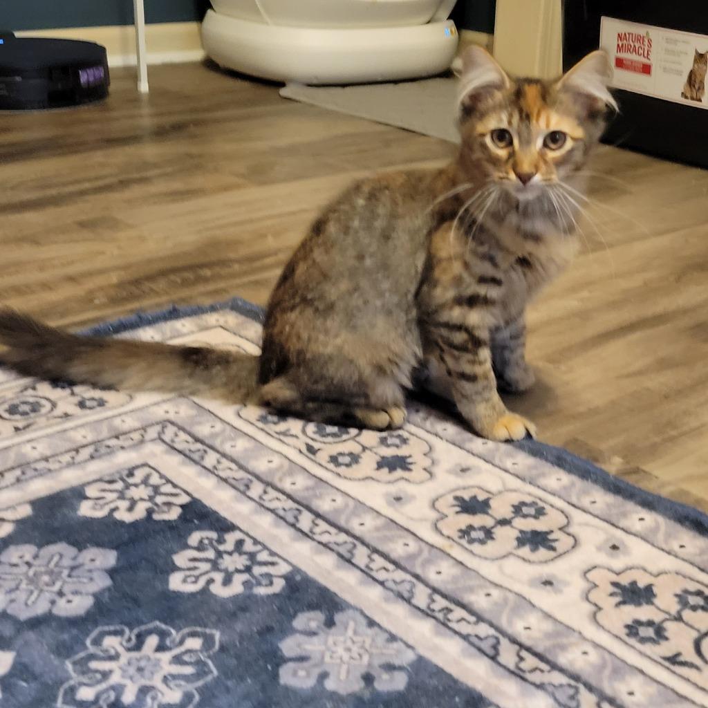 Enlarge Caramel, a Adoptable mixed breed in Shawnee, KS image 4/6