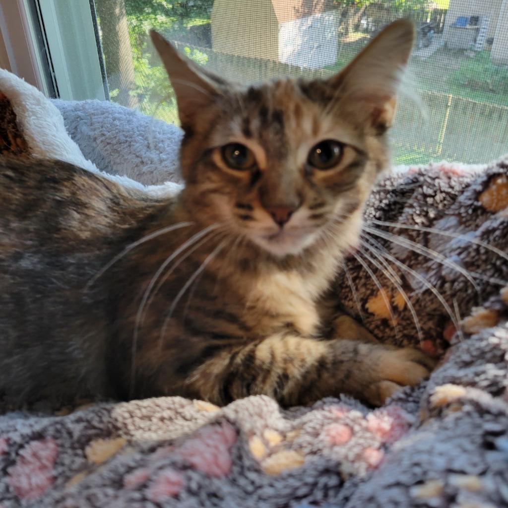 Enlarge Caramel, a Adoptable mixed breed in Shawnee, KS image 5/6