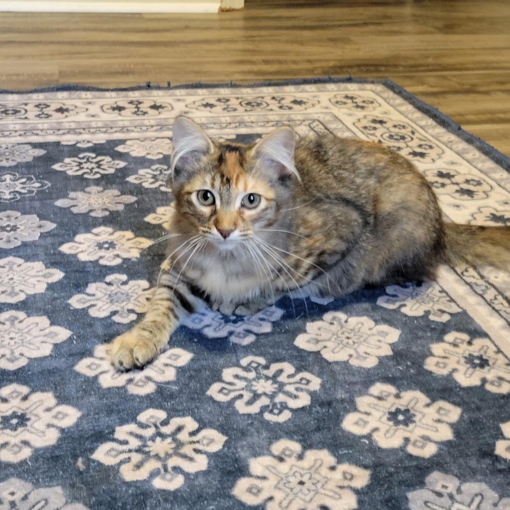 Enlarge Caramel, a Adoptable mixed breed in Shawnee, KS image 6/6