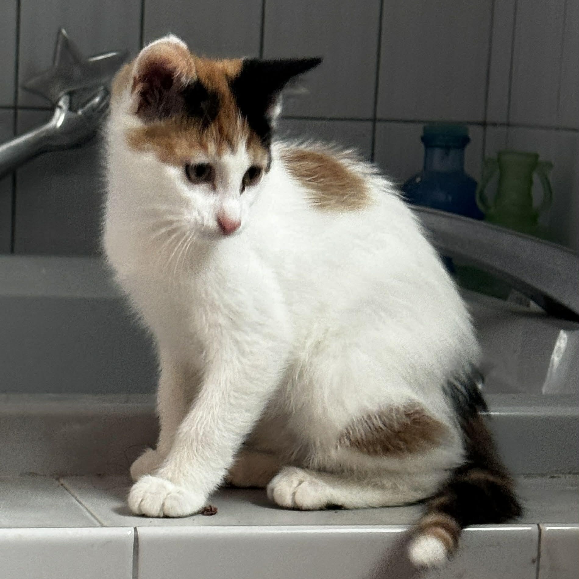 Enlarge Breeze, an adopted American Shorthair in Danbury, CT image 2/3