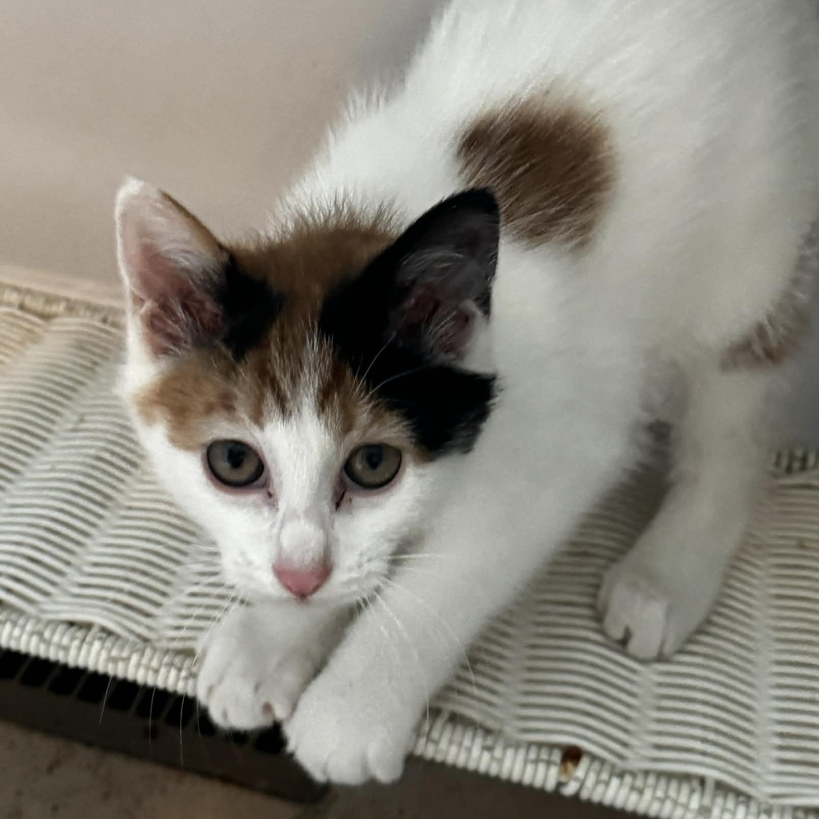 Enlarge Breeze, an adopted American Shorthair in Danbury, CT image 3/3