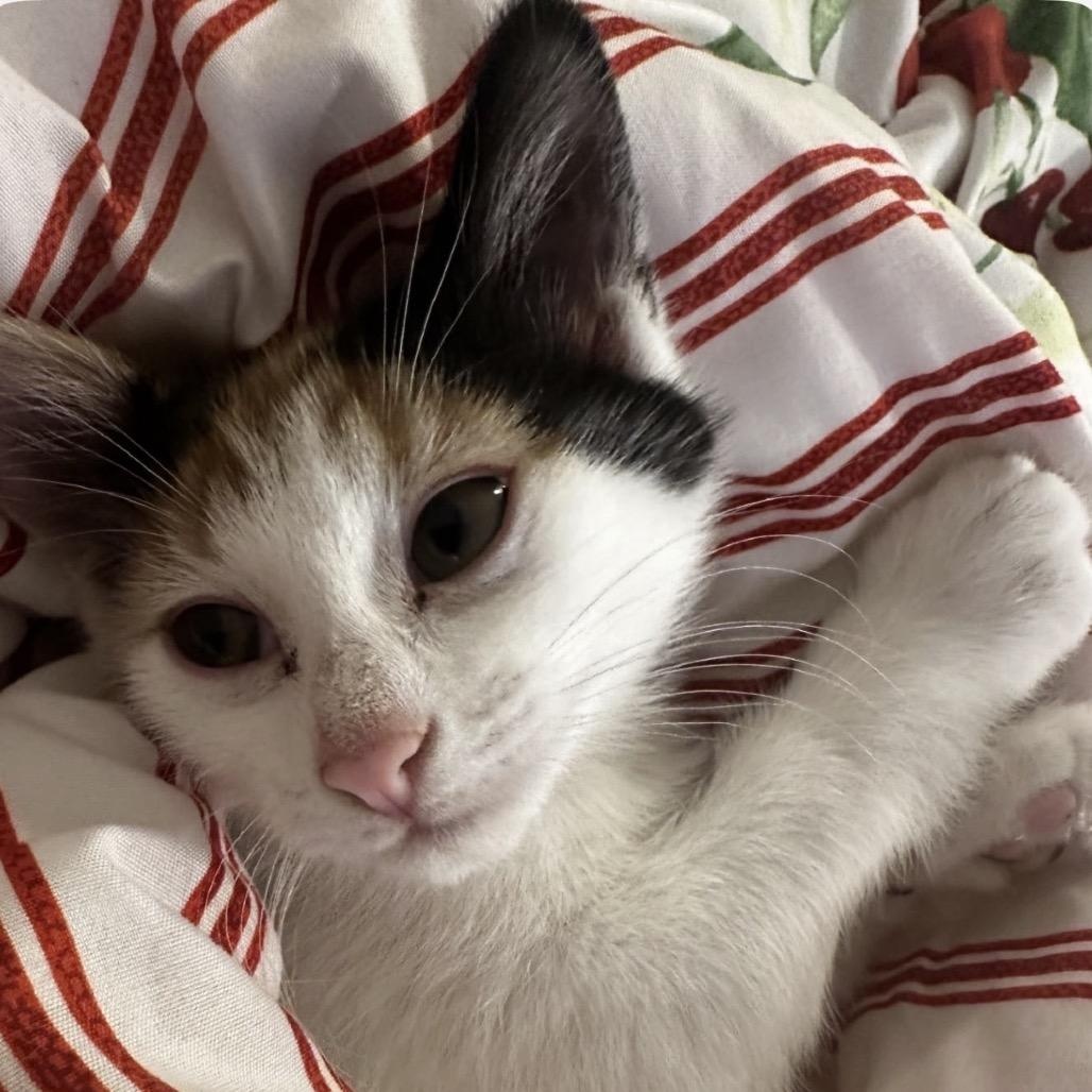 Breeze, adopted, Kitten Female American Shorthair.