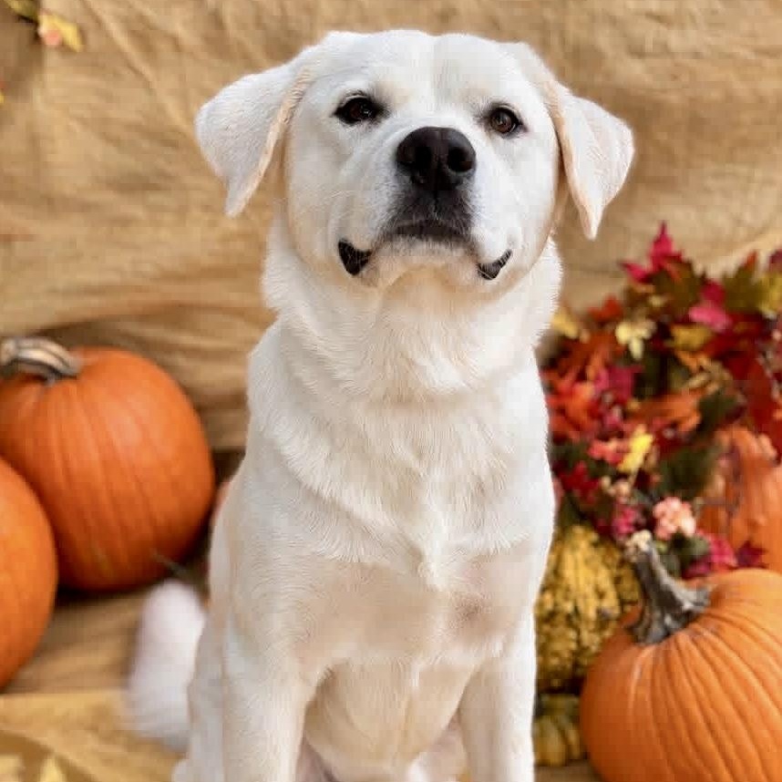 Enlarge Dash, a Adopted mixed breed in Mendham, NJ image 4/4