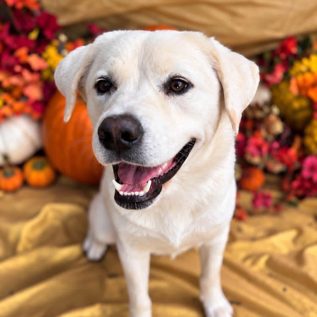 Dash, Adopted, Young Male Labrador Retriever.
