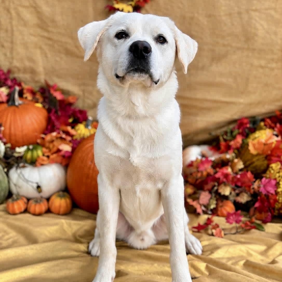Enlarge Dash, a Adopted mixed breed in Mendham, NJ image 3/4