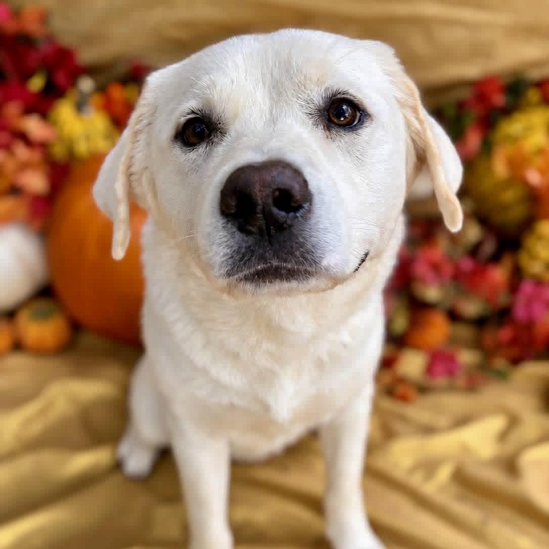 Enlarge Dash, a Adopted mixed breed in Mendham, NJ image 2/4