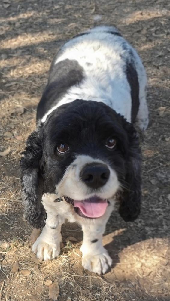 Pepper, a Adoptable Cocker Spaniel in Jamestown, CA image 1/5