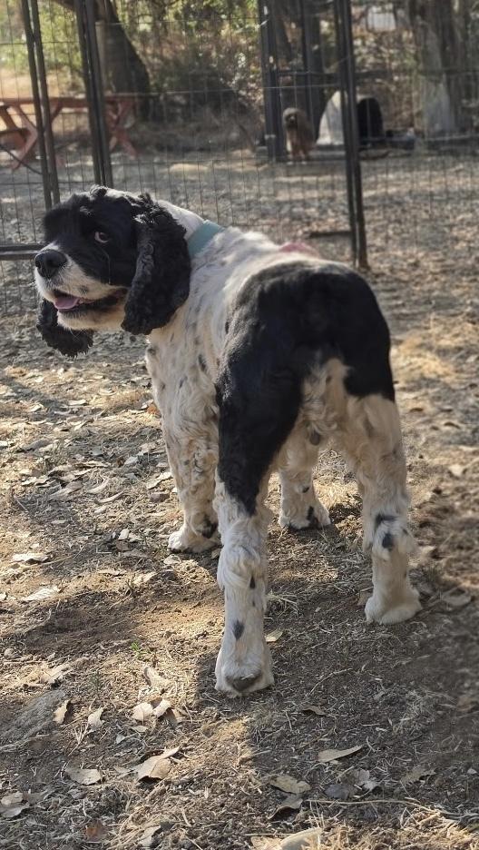 Pepper, a Adoptable Cocker Spaniel in Jamestown, CA image 3/5