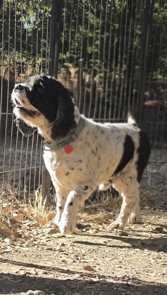 Pepper, a Adoptable Cocker Spaniel in Jamestown, CA image 4/5