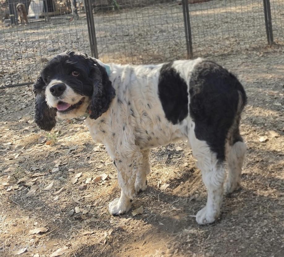 Pepper, a Adoptable Cocker Spaniel in Jamestown, CA image 5/5