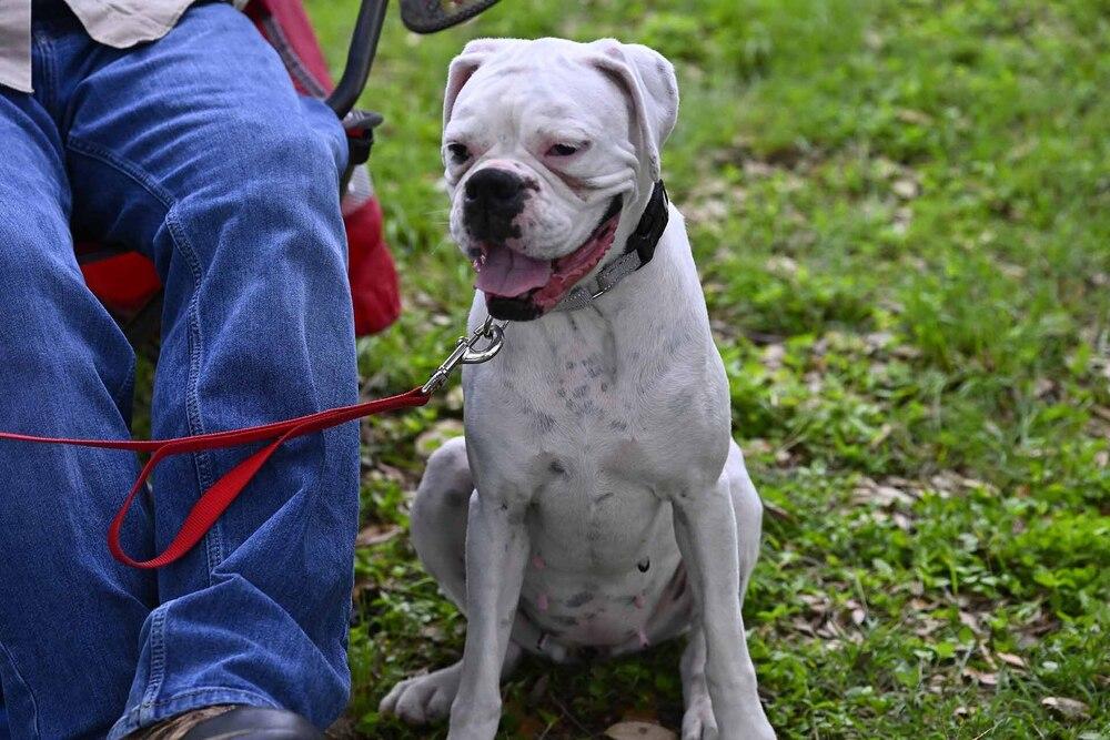Enlarge Taya, a Adoptable Boxer in Hewitt, TX image 1/5