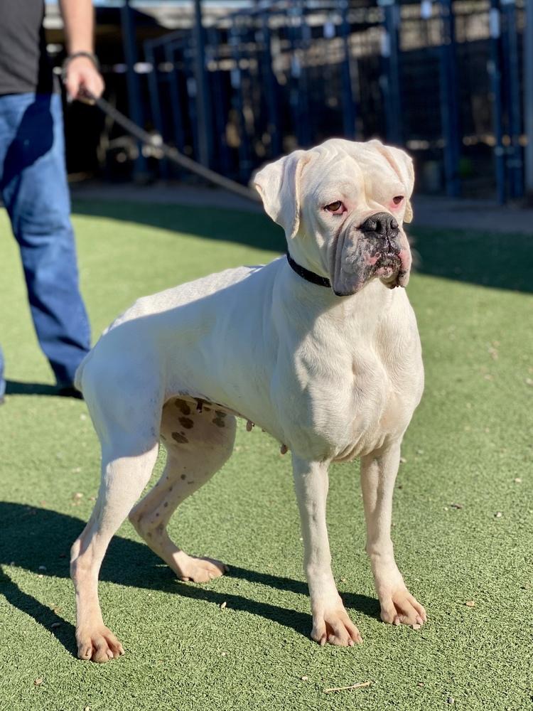 Taya, Adoptable, Adult Female Boxer.