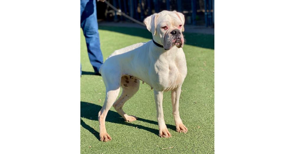 Enlarge Taya, a Adoptable Boxer in Hewitt, TX image 2/5