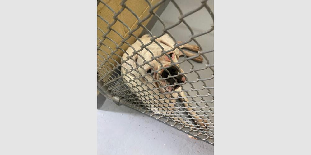 Enlarge Taya, a Adoptable Boxer in Hewitt, TX image 2/4