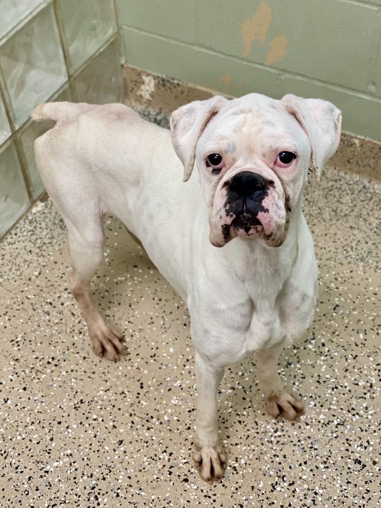 Enlarge Taya, a Adoptable Boxer in Hewitt, TX image 3/4