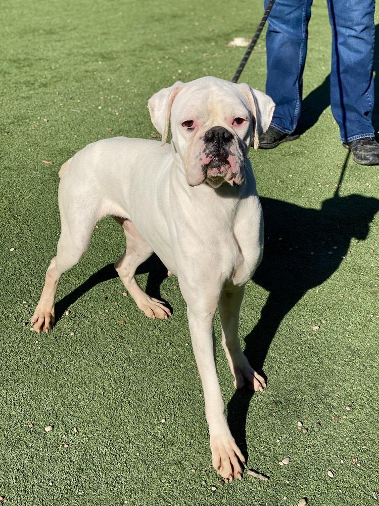 Enlarge Taya, a Adoptable Boxer in Hewitt, TX image 4/4